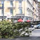 Violento nubifragio a Milano: alberi e piante sradicati dal vento e dalla pioggia