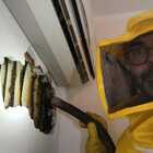 Trovate 40mila api nascoste nella parete di una casa a Santa Marinella. L’esperto: «Controllate sempre armadi e cantine»