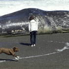 California, il mistero delle balene morte sulla spiaggia