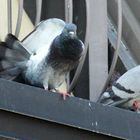 Muore intossicata dal tallio: causa gli escrementi dei piccioni