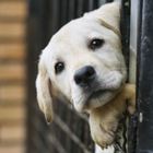 Adotti un cane? Il veterinario è gratis. In Puglia nuova legge: «Potranno entrare ovunque»