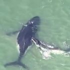Cucciolo di balena coraggioso salva la mamma intrappolata