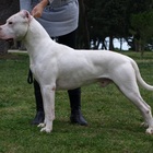 Dogo argentino attacca e ferisce gravemente 3 persone vicino Roma: rischia l'abbattimento