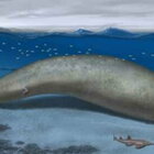 L'animale più pesante di sempre scoperto in Perù. È il Perucetus: pesa 340 tonnellate ed è lungo 20 metri
