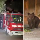 Cucciolo d'orso perde il contatto con la madre e si smarrisce nel centro di Gorizia: «Evento raro»