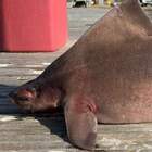 "Pesce porco" morto all'Elba: non è un mostro