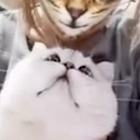 L'incredibile reazione dei gatti al "filtro gatto" di Instagram