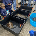 Le tartarughe tornano a nuotare nel Salento: "Plastic Free" libera quattro caretta caretta