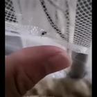 Una zanzara prova a pungere un dito, ma non ci arriva