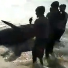 Balene arenate sulla spiaggia, i residenti sfidano il coprifuoco anti-Covid e ne salvano 120