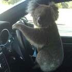 Koala al volante dell'auto. L'incredibile episodio fa il giro del mondo