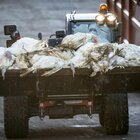 Influenza aviaria, allarme in Europa per ondata record: l'Italia è il secondo Paese per allevamenti infetti