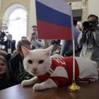 Il gattino Achille come il polpo Paul: «È sordo, vede col cuore». E al primo match dice Russia