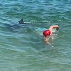 I delfini attaccano i bagnanti a pochi metri dalla spiaggia: costole rotte e mani morsicate