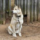 Cucciolo di cane legato a un palo per punizione, morto soffocato: «Rovinava il giardino»