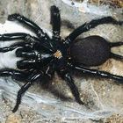 Il ragno “iberico” più grande d'Europa è arrivato in Italia, ecco come evitarlo