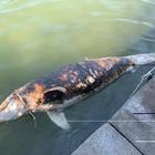 Roma, trovato un delfino morto a largo di Fiumicino: è il secondo in due giorni