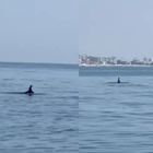 Tornano i delfini a Jesolo: salti e "giochi in acqua" con la pinna a pochi metri dalla riva