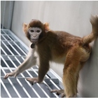 ReTro come Dolly, gli scienziati cinesi clonano la prima scimmia: «Era sana, ha vissuto per 2 anni»