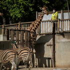 Morta la giraffa webstar April a New York, da tempo soffriva di artrite