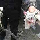Serpente in auto mentre guida, 72enne soccorsa dalla Polstrada