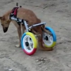 Gaza, animalisti trasformano macchinine, giocattoli e biciclette per aiutare i cani disabili abbandonati