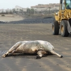 Mucche e tori "spiaggiati", giallo a Tenerife: stupore tra residenti e turisti