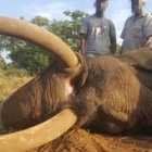 Elefante dalle grandi zanne ucciso dal cacciatore che poi posta le immagini sul web: ira degli animalisti