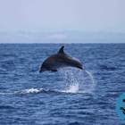 Ostia, i delfini danno spettacolo tra salti e capriole