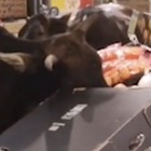 Le mucche affamate che vanno "a fare la spesa" al supermercato