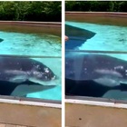 Kiska, l'orca dell'acquario rimasta sola, prende a testate la vasca per tentare di fuggire