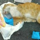 Palermo, spara ad un gatto e lo fa sbranare dai cani: video diventa virale sui social