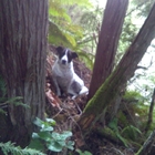 Muore d'infarto nel bosco: il suo cane gli resta accanto fino all'arrivo dei soccorsi