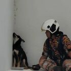 Cucciolo intrappolato al settimo piano, il vigile del fuoco prova a salvarlo ma lui fa il timido: il video è virale