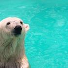 Morto Yupik, l'orso polare costretto a vivere al caldo di uno zoo del Messico