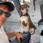Gabriel Garko salva un cane abbandonato in autostrada: «Era rimasto da solo in autogrill»