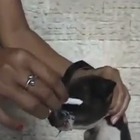 Spegne la sigaretta su un cucciolo di cane indifeso, video choc: è caccia a una donna