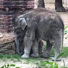 Elefante morto improvvisamente allo zoo di Lipsia: è mistero su cosa sia successo al piccolo Kiran
