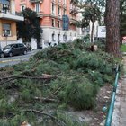 Corso Trieste, via tutti i pini: «Malati e a rischio crollo»