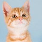 Giornata mondiale del gatto: i superpoteri che possono migliorarci (e salvarci) la vita