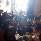 Trecento gatti trovati in un appartamento e salvati dai volontari