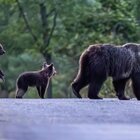 Orsa Amarena uccisa a fucilate, era l'orsa più prolifica del Parco nazionale