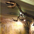 Scheletro di T-Rex vecchio 65 milioni di anni venduto all'asta: il prezzo è da capogiro