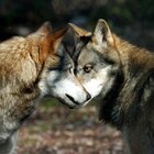 I lupi non sono più una specie a rischio