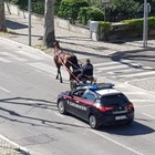 Francavilla al Mare, sorpreso a spasso sul lungomare con il cavallo: multa da 533 euro