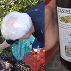 Vitigno storico a dimora, torna “Castel Sindici”: il vino di Ceccano che piaceva a D’Annunzio