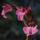 Un ibrido di orchidea nuovo per la scienza: la scoperta a Porto Selvaggio