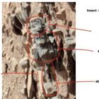 Marte, «insetti e serpenti sul pianeta rosso»: l’annuncio dell’entomologo William Rosomer