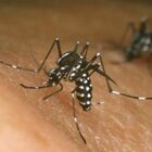Dengue, nuovo caso sospetto in Italia: parte la disinfestazione. Ecco dove e cosa fare