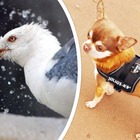 Chihuahua catturato da un gabbiano, la svolta macabra: «È stata trovata una gambina sul tetto»